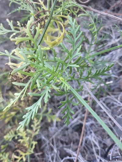 Lavandula coronopifolia, photographed by Jacek Pietruszewski