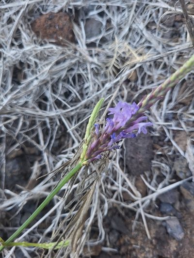Lavandula coronopifolia, photographed by Jacek Pietruszewski