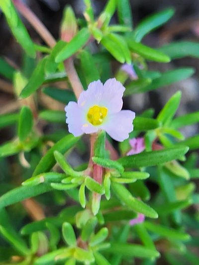 Frankenia ericifolia, photographed by Jacek Pietruszewski