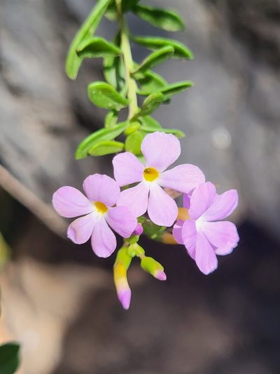 Campylanthus glaber, photographed by Jacek Pietruszewski