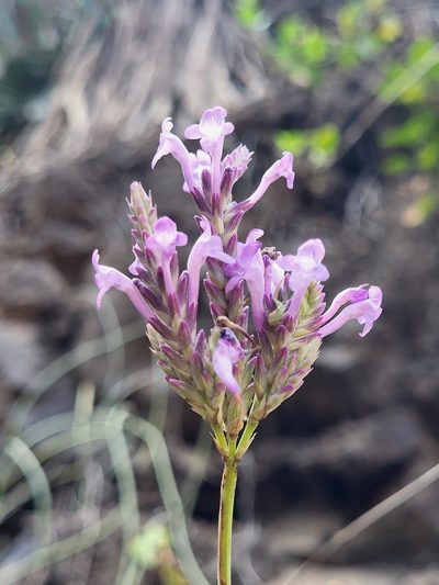 Lavandula rotundifolia, photographed by Jacek Pietruszewski