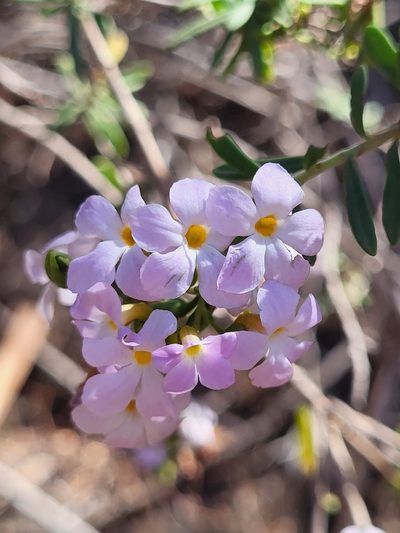 Campylanthus glaber, photographed by Jacek Pietruszewski