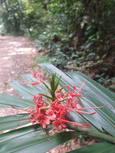 Hedychium coccineum, photographed by Bruno Henrique Aranda
