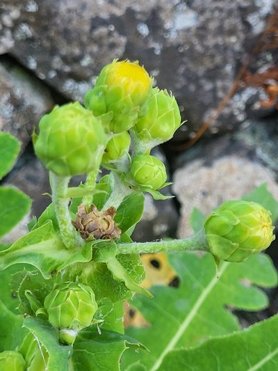 Sonchus daltonii, photographed by Jacek Pietruszewski