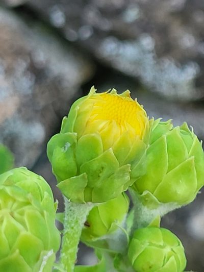 Sonchus daltonii, photographed by Jacek Pietruszewski