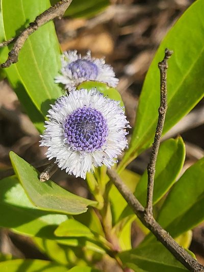 Globularia amygdalifolia, photographed by Jacek Pietruszewski