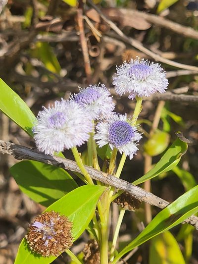 Globularia amygdalifolia, photographed by Jacek Pietruszewski