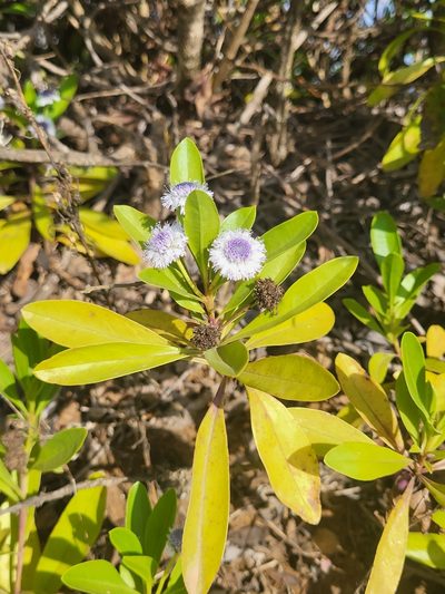 Globularia amygdalifolia, photographed by Jacek Pietruszewski