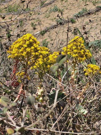 Aeonium gorgoneum, photographed by Jacek Pietruszewski