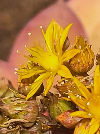 Aeonium gorgoneum, photographed by Jacek Pietruszewski