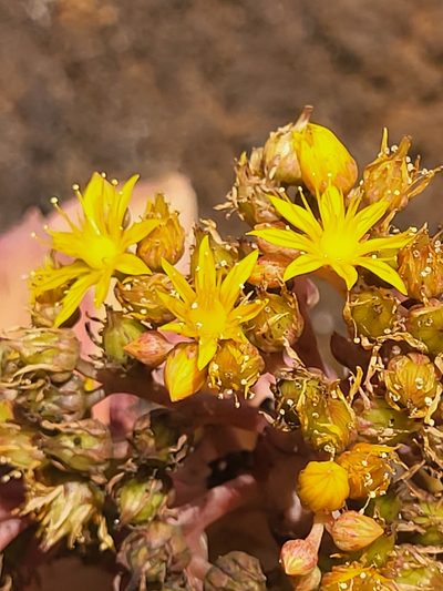 Aeonium gorgoneum, photographed by Jacek Pietruszewski