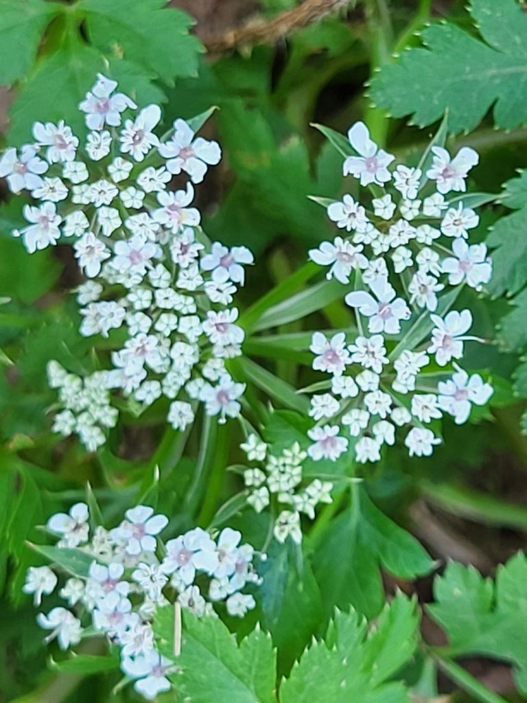 Daucus insularis, photographed by Jacek Pietruszewski