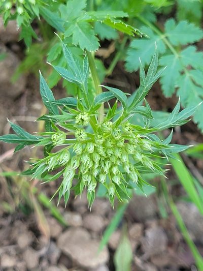Daucus insularis, photographed by Jacek Pietruszewski