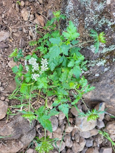 Daucus insularis, photographed by Jacek Pietruszewski