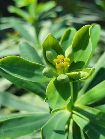 Euphorbia tuckeyana, photographed by Jacek Pietruszewski