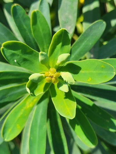 Euphorbia tuckeyana, photographed by Jacek Pietruszewski