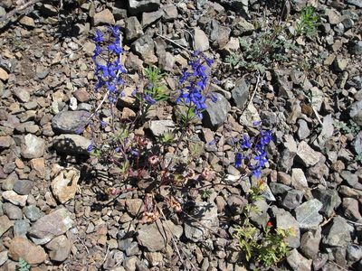 Delphinium glareosum, photographed by John Brew