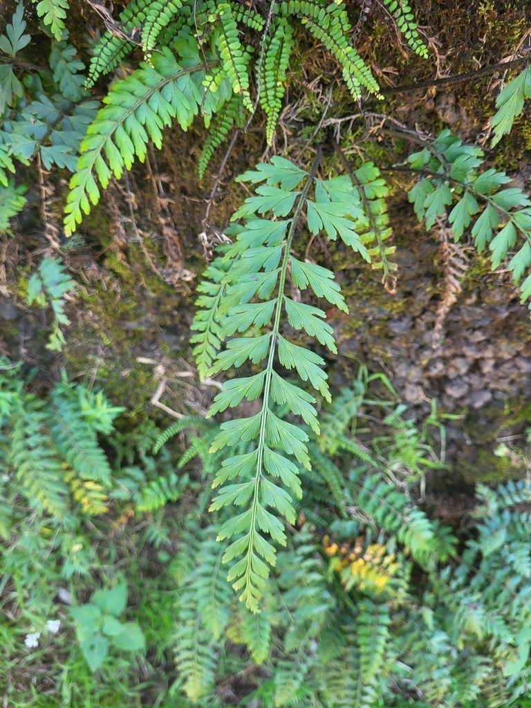 Asplenium braithwaitei, photographed by Jacek Pietruszewski