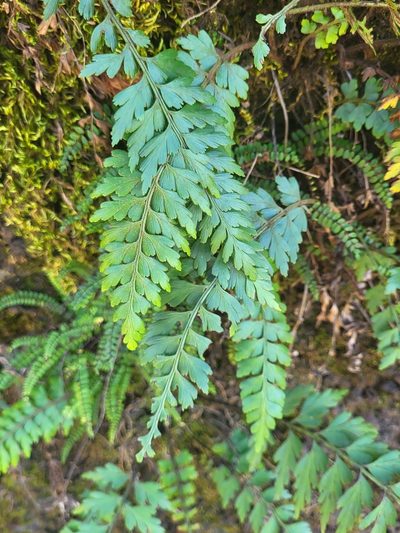 Asplenium braithwaitei, photographed by Jacek Pietruszewski