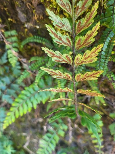 Asplenium braithwaitei, photographed by Jacek Pietruszewski