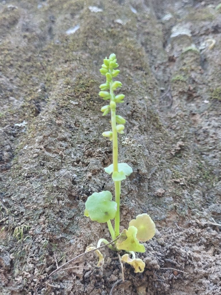 Umbilicus schmidtii, photographed by Jacek Pietruszewski