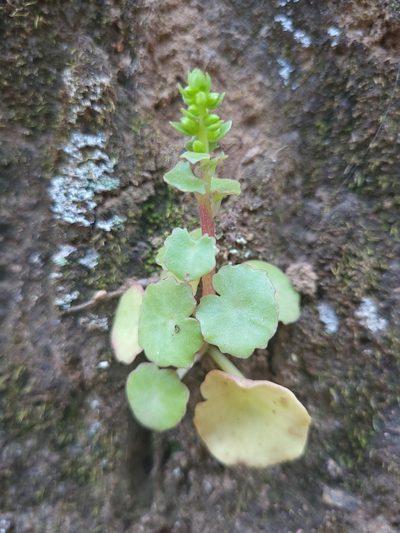 Umbilicus schmidtii, photographed by Jacek Pietruszewski