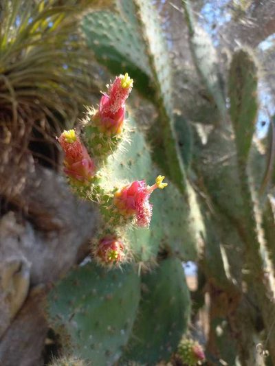 Opuntia lutea, photographed by Melisa Ojeda