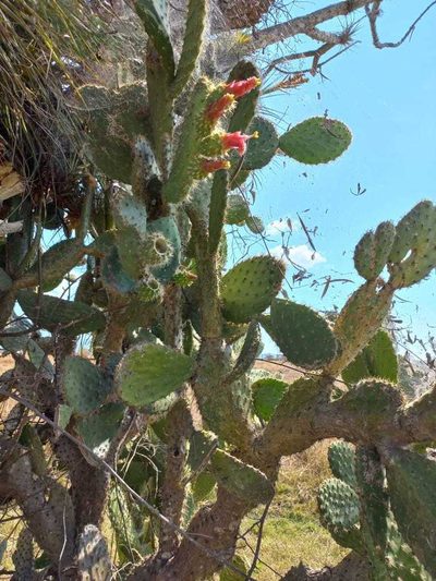 Opuntia lutea, photographed by Melisa Ojeda