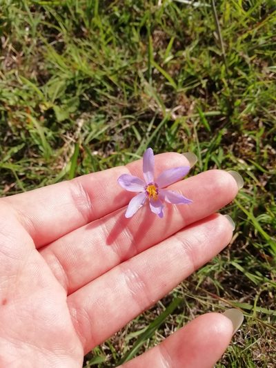 Calydorea charruana, photographed by Agustina Medina