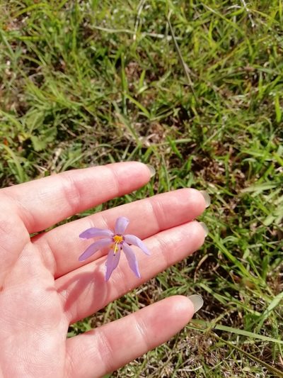 Calydorea charruana, photographed by Agustina Medina
