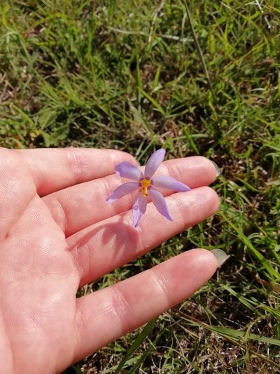 Calydorea charruana, photographed by Agustina Medina