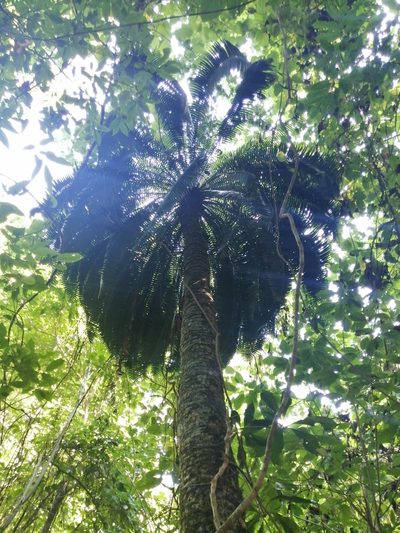 Dioon spinulosum, photographed by Erick Vélez Sánchez