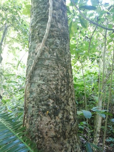 Dioon spinulosum, photographed by Erick Vélez Sánchez