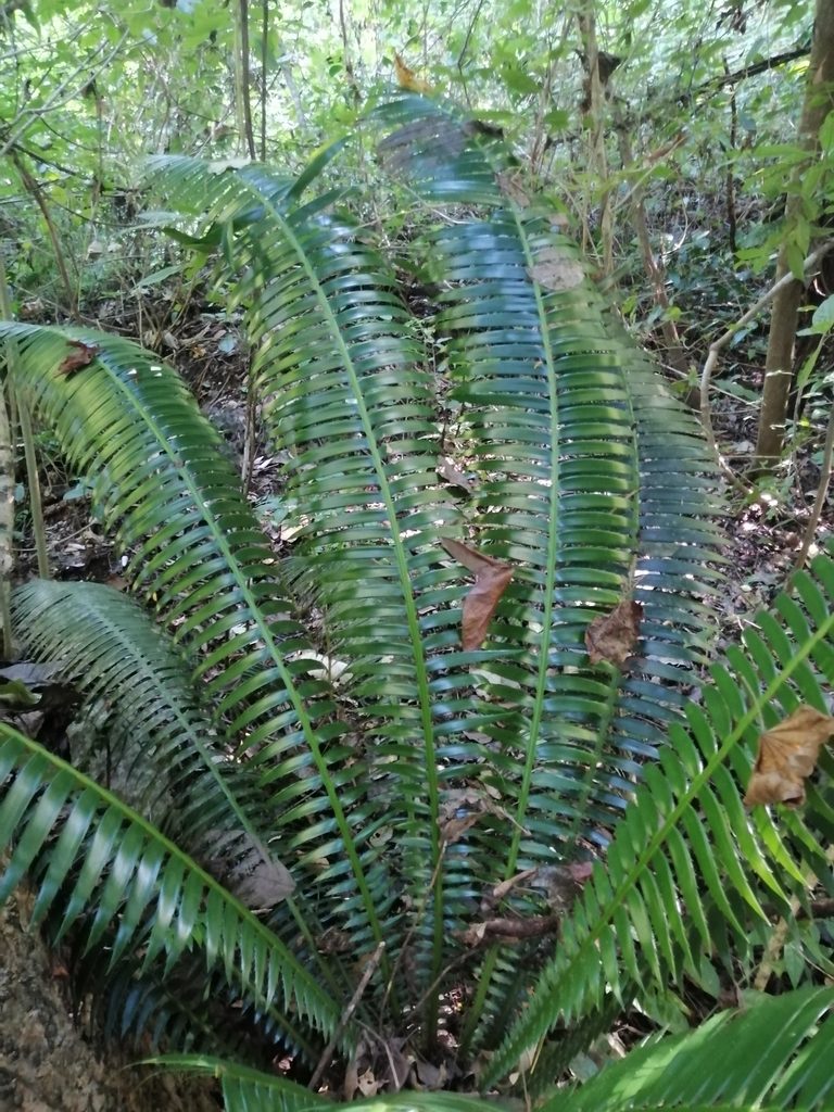 Dioon spinulosum, photographed by Erick Vélez Sánchez