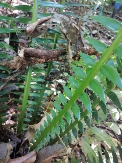 Dioon spinulosum, photographed by Erick Vélez Sánchez