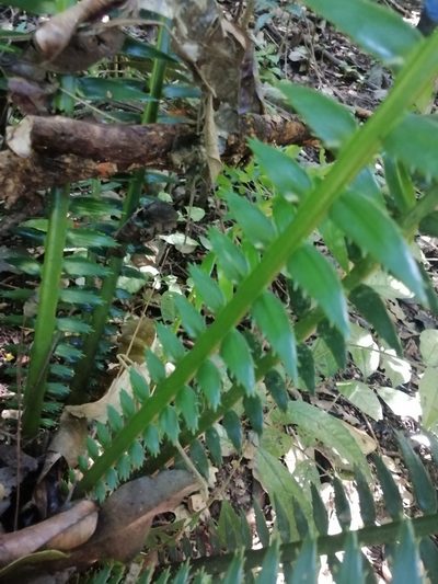 Dioon spinulosum, photographed by Erick Vélez Sánchez
