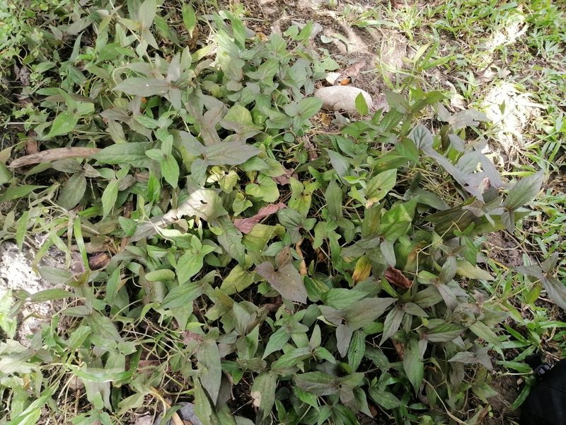 Aristolochia pentandra, photographed by Erick Vélez Sánchez