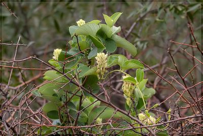 Mandevilla pentlandiana, photographed by RAP