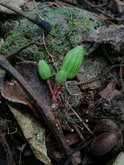 Passiflora rovirosae, photographed by Erick Vélez Sánchez