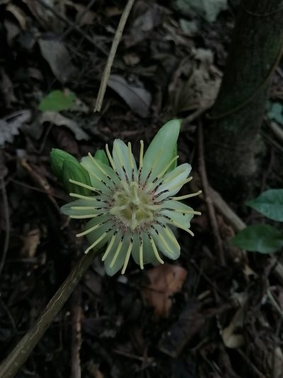 Passiflora rovirosae, photographed by Erick Vélez Sánchez