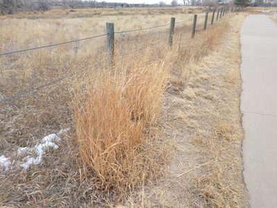 Panicum virgatum, photographed by Eric Watts