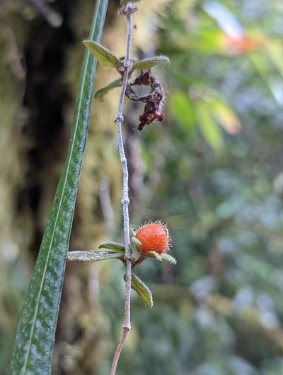 Neomortonia rosea, photographed by My-Lan Le