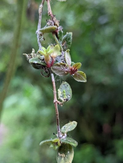 Neomortonia rosea, photographed by My-Lan Le