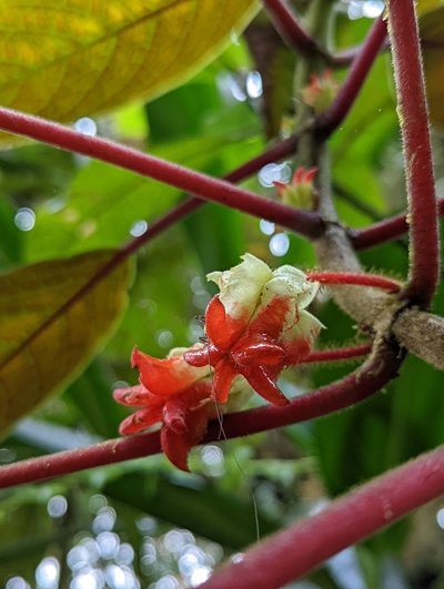 Glossoloma schultzei, photographed by My-Lan Le