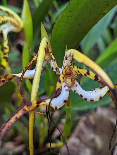 Maxillaria speciosa, photographed by My-Lan Le