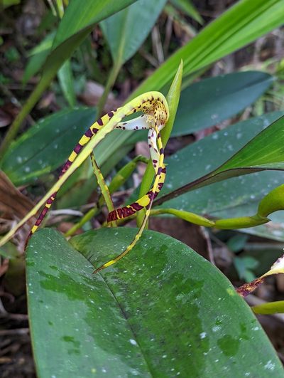Maxillaria speciosa, photographed by My-Lan Le