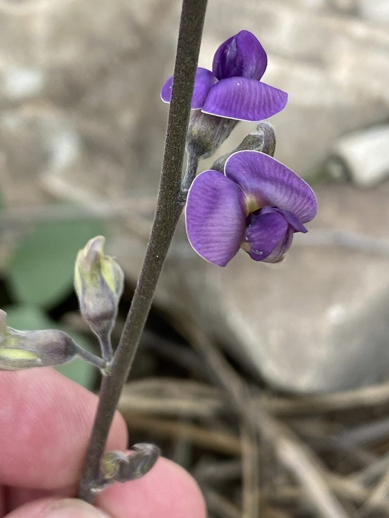 Neorautanenia mitis, photographed by Dave U
