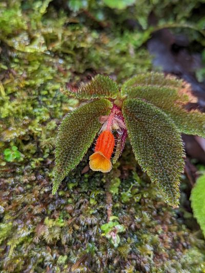 Begonia lehmannii, photographed by My-Lan Le