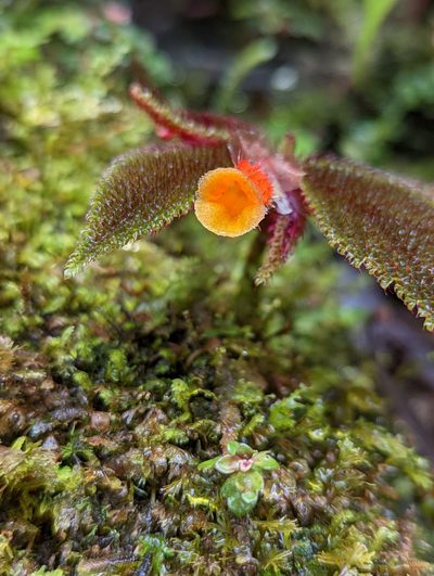 Begonia lehmannii, photographed by My-Lan Le