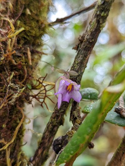 Utricularia jamesoniana, photographed by My-Lan Le